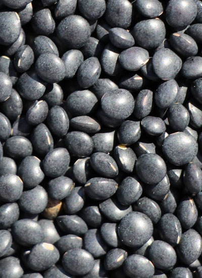 Black Beluga Lentils - 25 lb