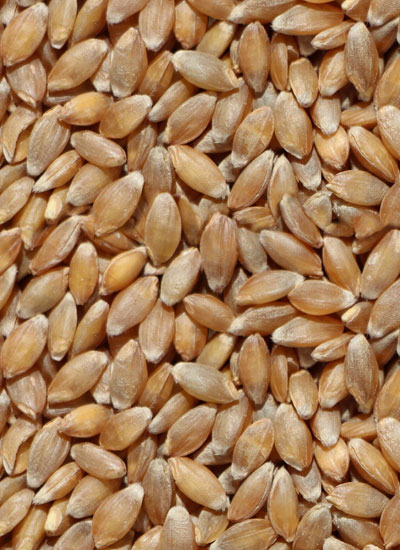 Einkorn Wheat Berries