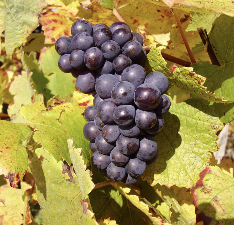 Wine Grapes (Pinot Noir)