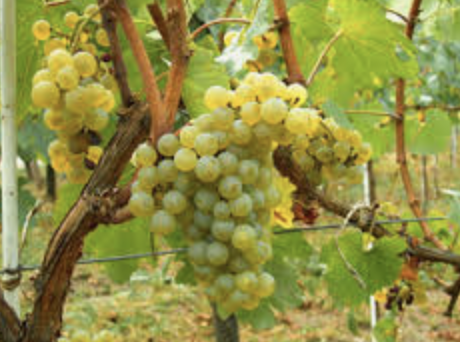 Wine Grapes (Sauvignon Blanc)