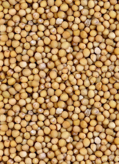 Yellow Mustard Seed - 25 lb