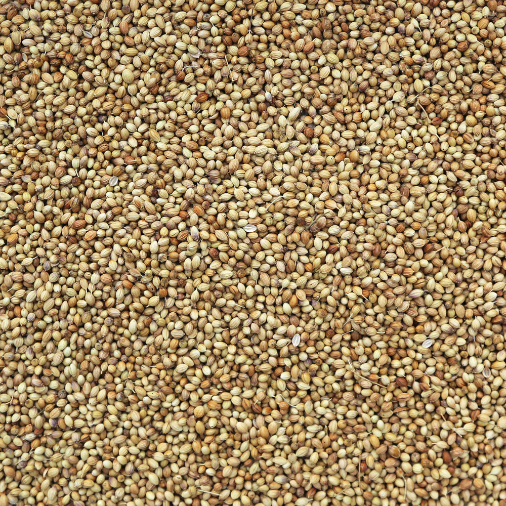 Organic Coriander Seeds, whole
