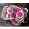 Watermelon Radish (Valentine Radish) (Lb)