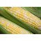 Corn (6 Pack)