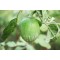 Fresh Green Eggplant, organically grown - 22 lbs/box