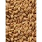 Hulless Barley - 25 lb