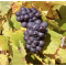 Wine Grapes (Pinot Noir)