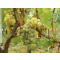Wine Grapes (Sauvignon Blanc)