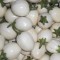 Fresh White Garden Eggplants, organically grown - 22 lbs/box