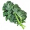 Green Kale - Case of 24 Bunches