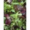 Classic Spring Mix (Radicchio, Nordic Lettuce, Frisée) - 3LB