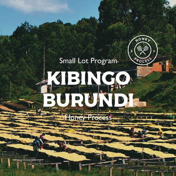 BURUNDI "KIBINGO" (HONEY PROCESS) - LIGHT ROAST 6x12oz
